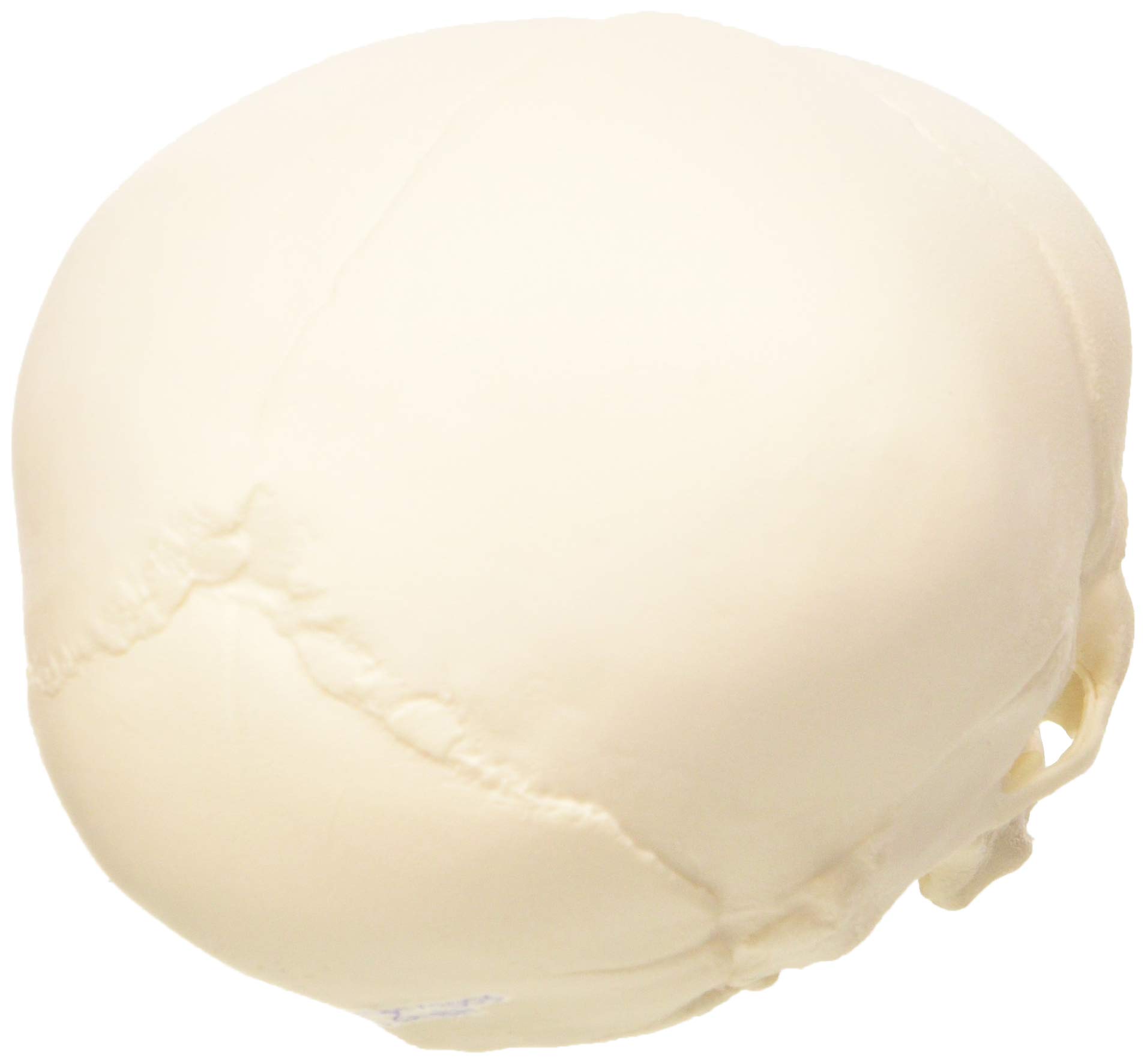 3B Scientific Model czaszki płodu 3B Scientific A25, naturalny odlew, 30 tydzień ciąży + bezpłatne oprogramowanie anatomii - 3B Smart Anatomy