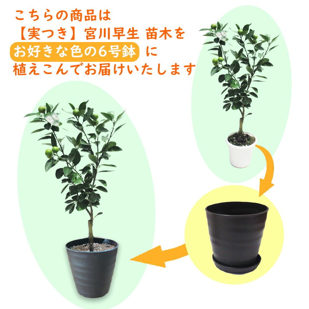 Amazon.co.jp: 【 植え替え不要 】 実つき 温州みかん 「 宮川早生