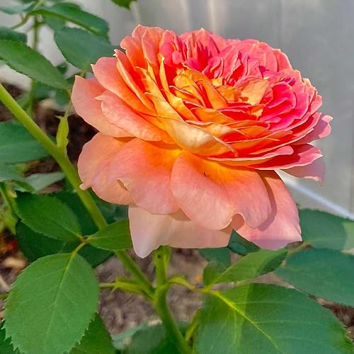 Miniatura 5 de Heirloom Roses Planta de rosa fragante Fun in The Sun Rosa Grandiflora de naranja viva para plantar al aire libre