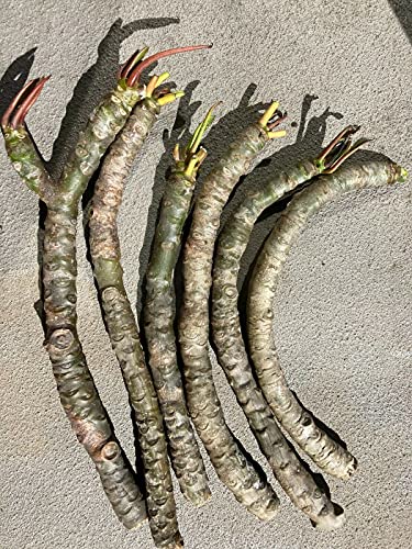 Peach Hawaiian Plumeria Cutting - Plumeria Frangipani Cutting for Planting - 10-12 Inches Peach Hawaiian Plumeria Cutting - Plumeria Frangipani Cutting for Planting - 10-12 Inches