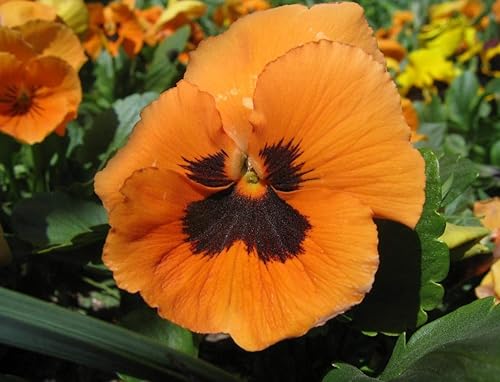 Miniatura 3 de Flores de Viola Flame Red-Brown Seeds para plantar Semillas Bienales sin OMG 40 Semillas