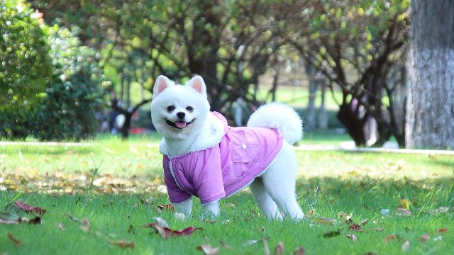 EMUST Dog Winter Coat, Dog Coats for Small Dogs Winter, Winter Dog Hoodie with Pockets, Warm Dog Clothes for Small Dogs… - Image 8