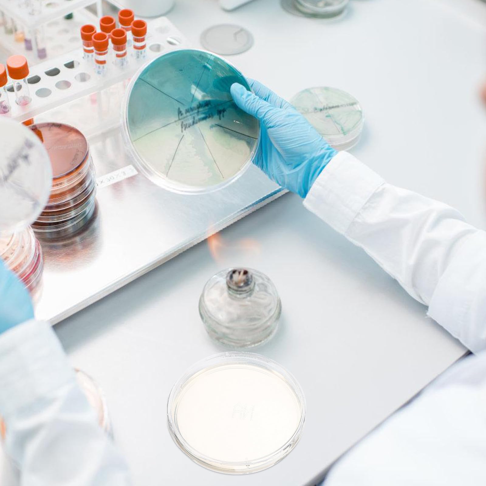 balacoo Piastre Petri Agar Nutriente Preversate 10 Pezzi Resistente a Uso Prolungato per Isolamento di Colture Pure ed Esperimenti Scientifici in Laboratorio