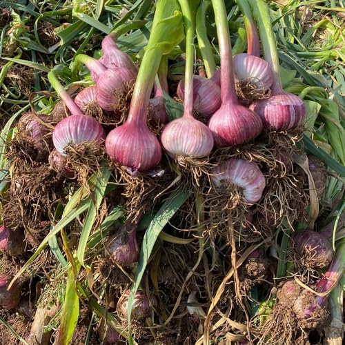 Bulbi d'aglio, verdi l'aglio, giardino sul balcone acquistare di invernali vecchie varietà da esterno resistenti all'esterno 5pcs