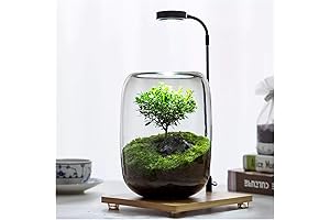 Glass Terrarium Tree of Life with LED Light