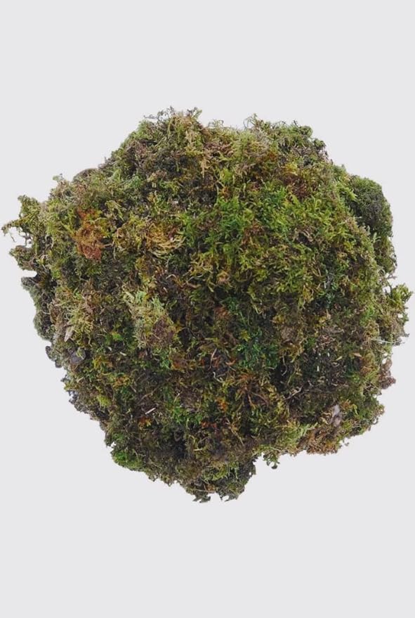 VK HORE Sphagnum Dry Moss for Orchid Plant Soil, Air Layering and