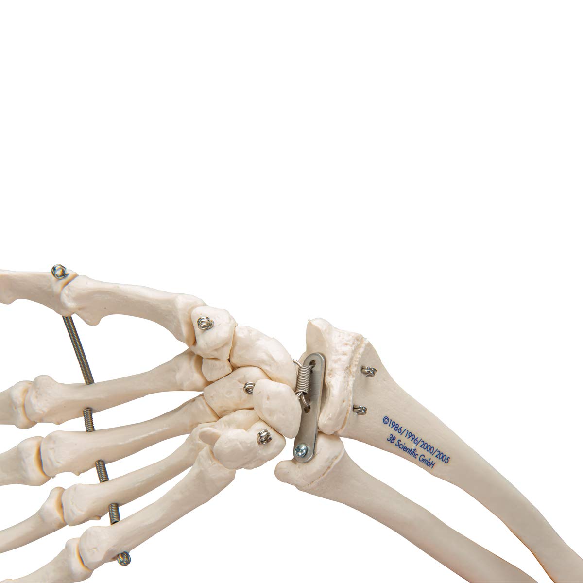 3B Scientific® Mano con Antebrazo – Modelo Anatómico Humano a Tamaño Real en Huesos sobre Alambre + Smart Anatomy App (Garantía de 5 Años)
