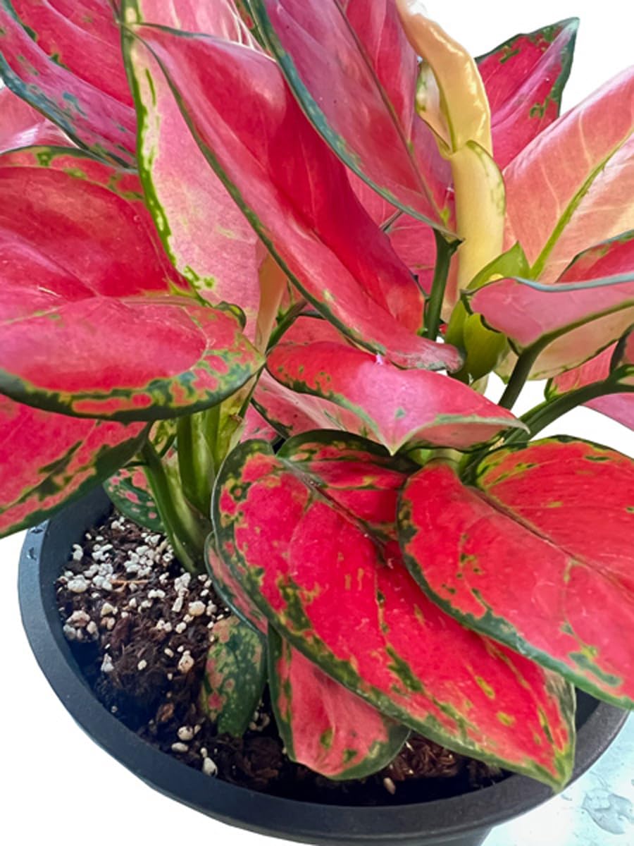 Amazon｜アグラオネマ 5号鉢 ビューティー タイの宝石 赤い斑入り