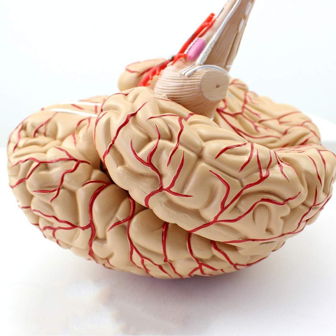 CHROXModelo Didáctico, Modelo, Modelo Cerebral, Modelo Anatómico De La Arteria Cerebral, Multicolor, Desmontable, 8 Partes, Modelo Cerebral, Corteza Cerebral, Modelo Médico