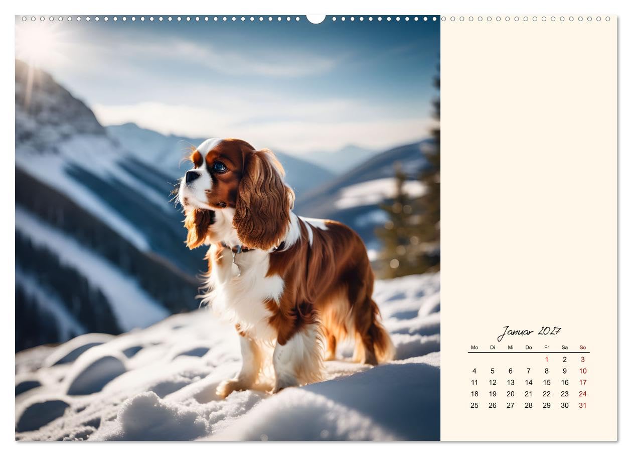 CALVENDO - Goldige Kavalier King Charles Spaniels (Wandkalender 2027 DIN A2 quer), Monatskalender: Freundlicher Familien- und Seniorenhund