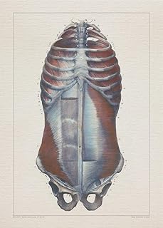 Anatomy CHEST STERNUM BONE print SRA3 12x18 conqueror laid paper