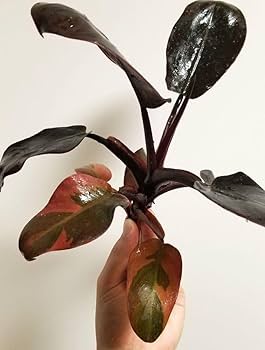 超希少な★フィロデンドロン・キティナ★ 超希少なPhilodendron 