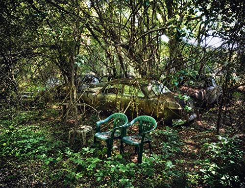Lost Wheels: The Nostalgic Beauty of Abandoned Cars