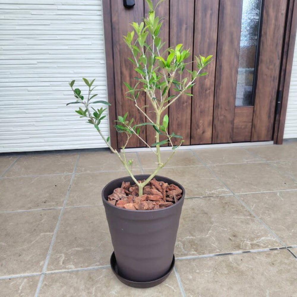 Amazon｜はじめてのオリーブの木栽培セット 6号鉢 選べる鉢カラー 植え