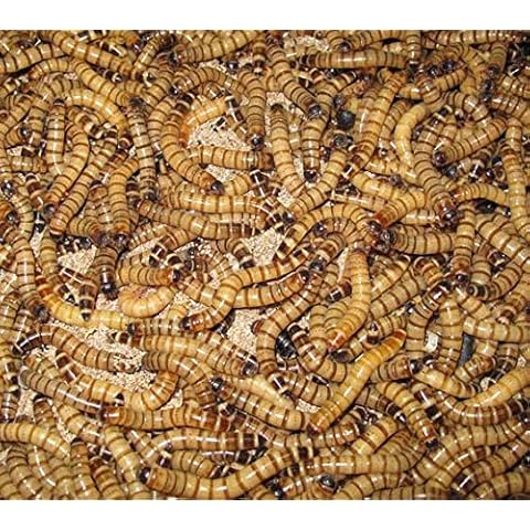 250 Premium Live Large Superworms Shipped by NutriCricket Cover