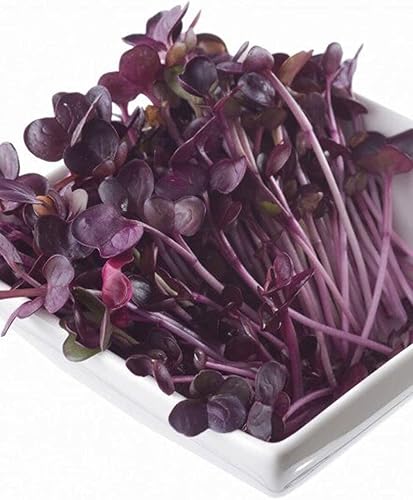 Miniatura 2 de Todds Seeds Rambo - Semillas de rábano germinadas - Hermoso brote de color rojomorado sin OMG sin químicos alta germinación una libra