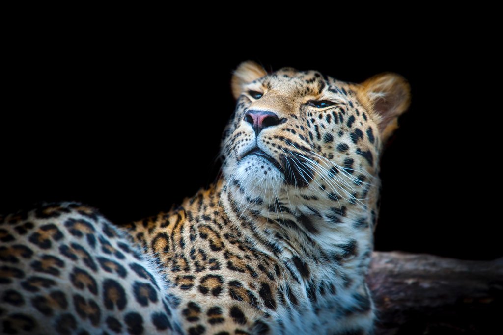 Amazon.com: Leopard Face Detail Photograph Pictures Cool Wall Art