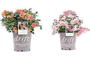 2 Gallon Drift Rose Peach Shrub and Rose - Rosa Sweet Drift...