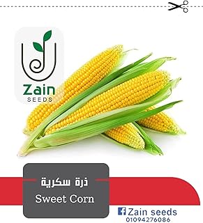 بذور ذره سكريه غير معدله وراثياً من زين سيدز 20 بذره sweet corn