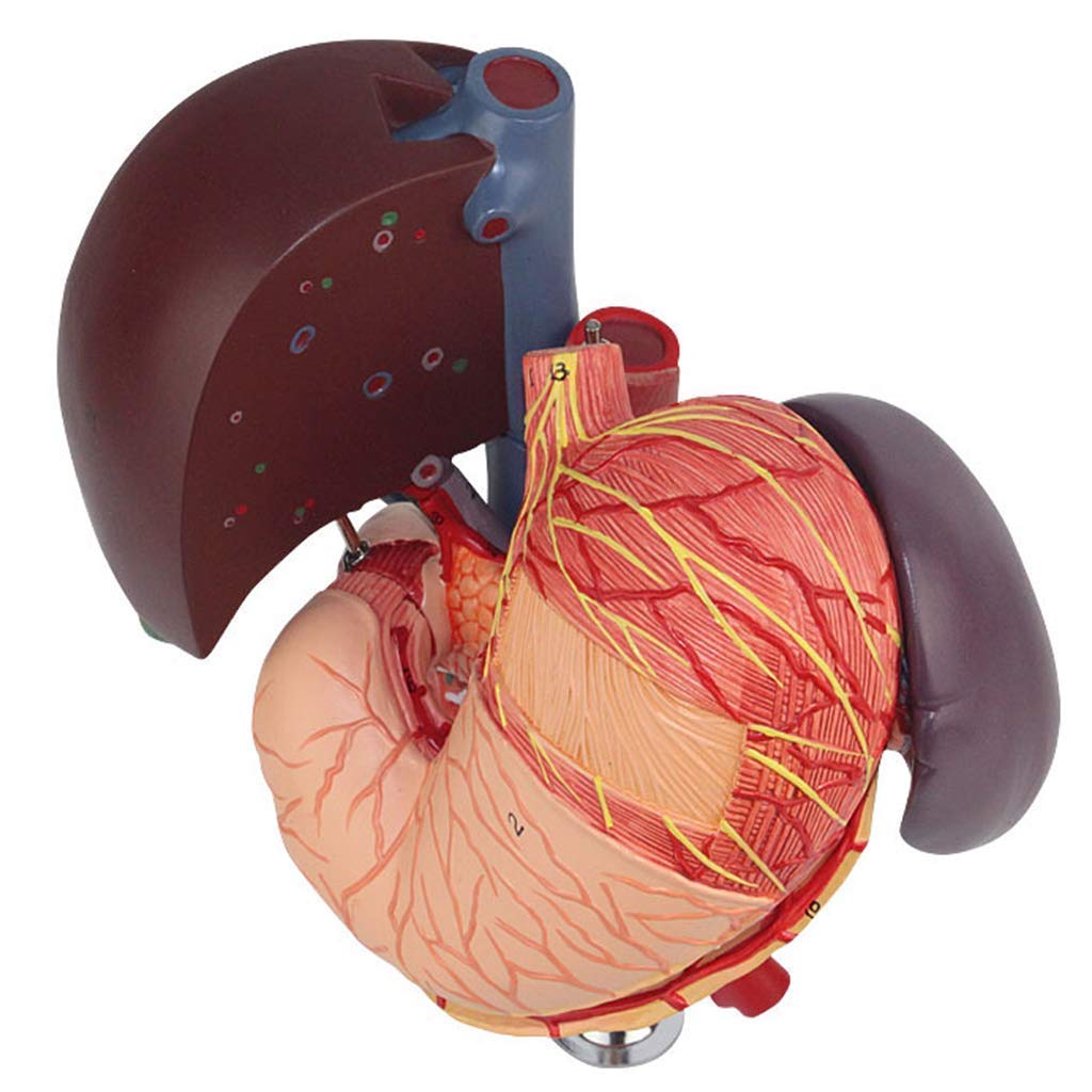 Section Duodénale Hépatopancréatique Modèle Anatomie du Corps Humain Aide Éducative Et Éducation