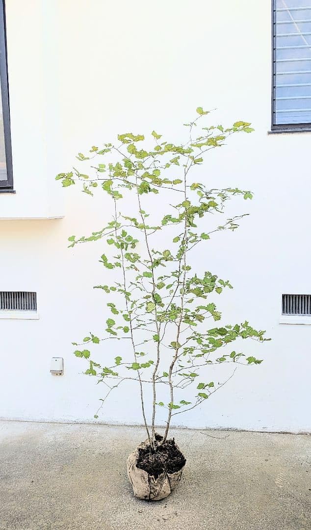 Amazon.co.jp: 唯一 山採りアズキナシの根巻き苗 : DIY・工具・ガーデン