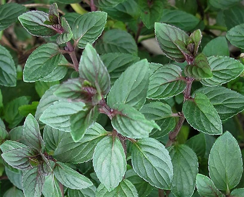 Seeds*Bulbs*Plants*&More Chocolate Mint Starter Plant