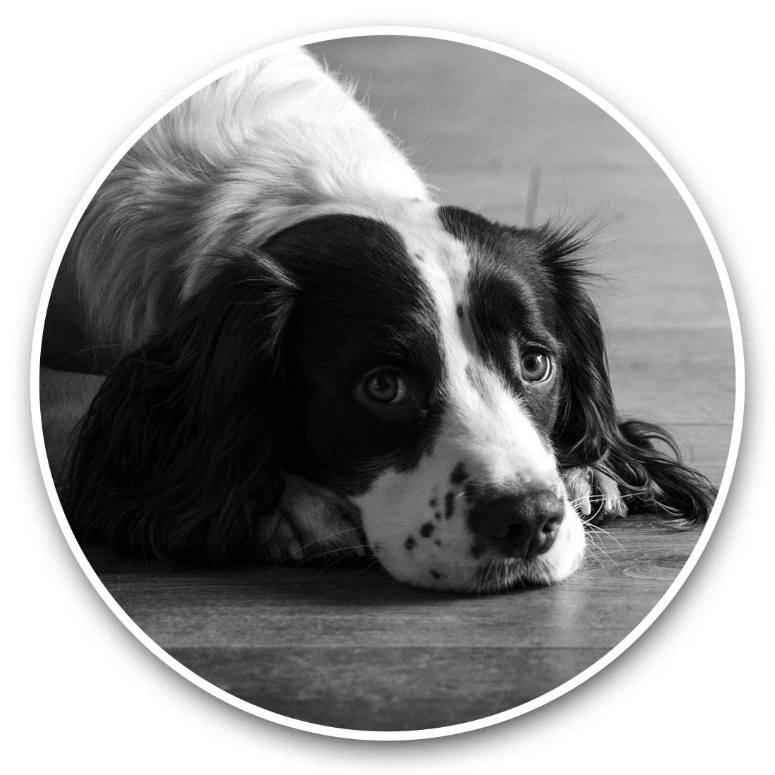 2 x 7.5cm Vinyl Stickers (bw) - Springer Spaniel Dog Puppy Animals 41405