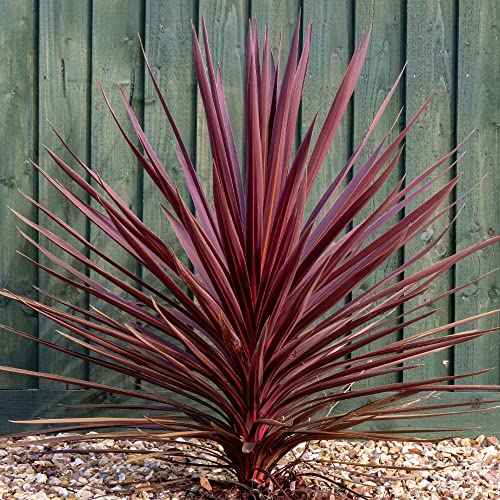 GardenersDream Cordyline Torbay Red Plant in Pot - Colourful Evergreen Hardy Shrub - Healthy Cabbage Palm Plant - Ornamental Shrubs for Gardens Patio Borders (15-35cm incl. 9cm Pot)