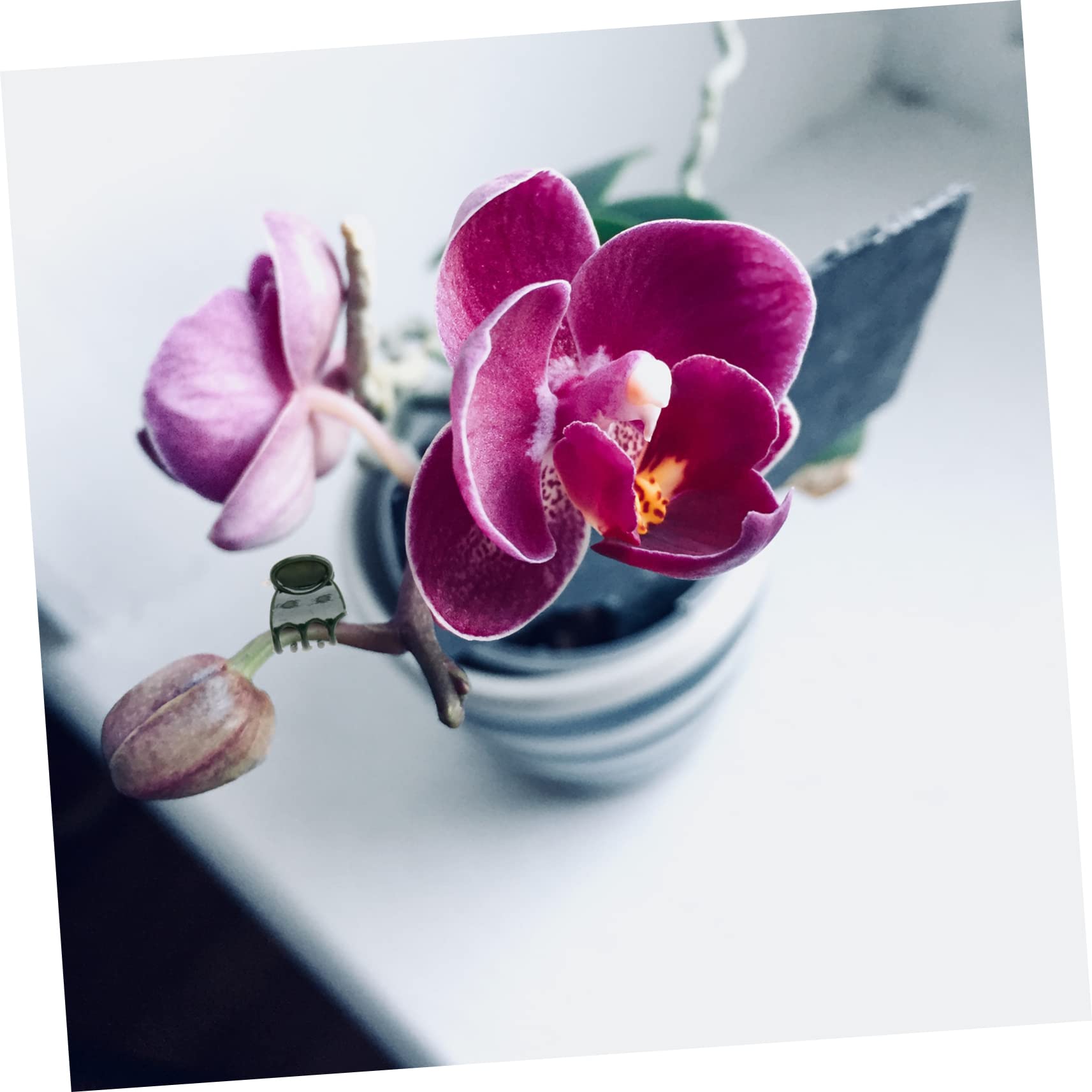 Mipcase Clips de Support pour Orchidées 100 Pièces en Plastique Vert