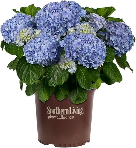 Big Daddy Hydrangea (3 galones) Arbusto de hoja caduca con grandes flores rosadas o azules, parte sol a sombra, planta viva para exteriores o
