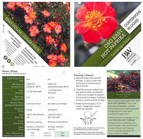 Oso Easy Hot Paprika Landscape Rose (Rosa) Live Shrub, Orange Flowers, 1 Gallon #TOP2