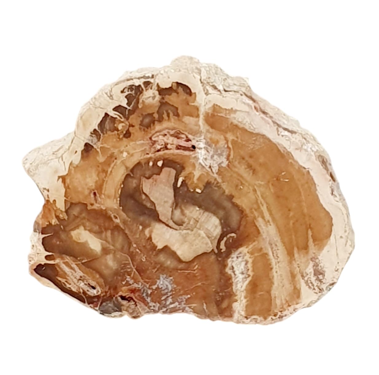 Madera petrificada de Madagascar, piedra fósil mineral, fósiles de cristal curativo