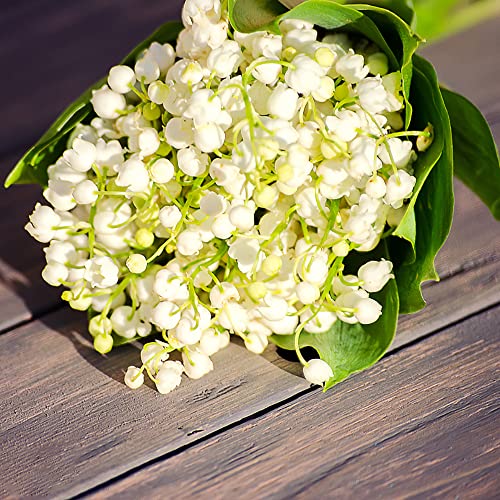 Bulbo De Lirio De Los Valles Plantas Naturales Exterior Bonsai Natural Flores Naturales Domicilio Jarrones Decorativos Plantas Exterior Mantillo Plantas Decorativas 6 Bulbos De Flores Cover