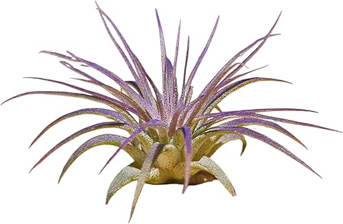 Miniatura 7 de It Blooms Rainforest Grown - Paquete de 3 plantas de aire Ionantha de varios tamaños, Tillandsia viva, de 1 a 3 pulgadas