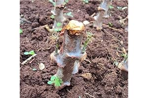 5 Yuca Cassava Cuttings for Gardening Outdoors, Sweet Yuca Cassava
