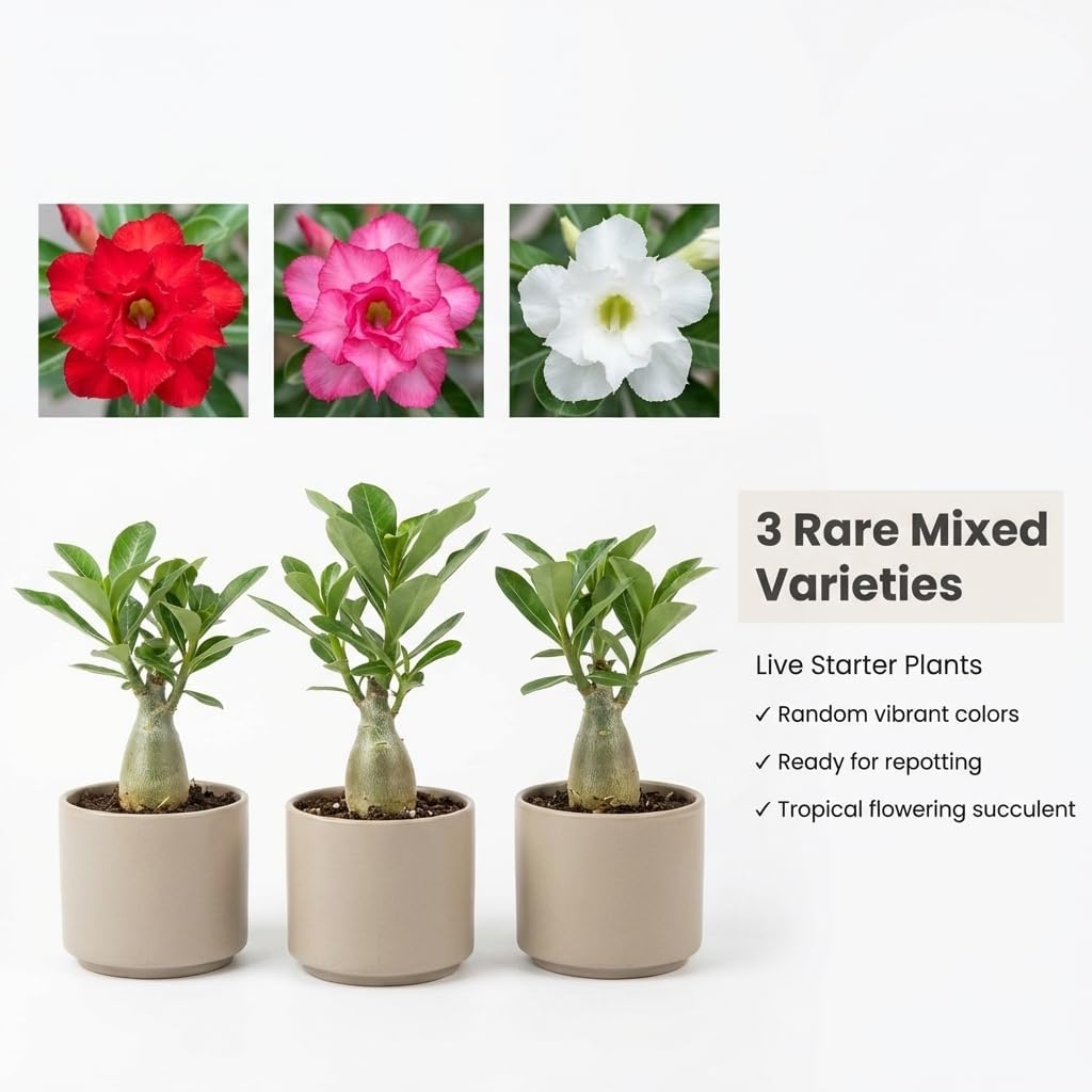 Pack 3 Mix Adenium Desert Rose Plants, Well Rooted Plants 4-7'' Tall, Tropical Flowering Succulent, Indoor Outdoor Planting