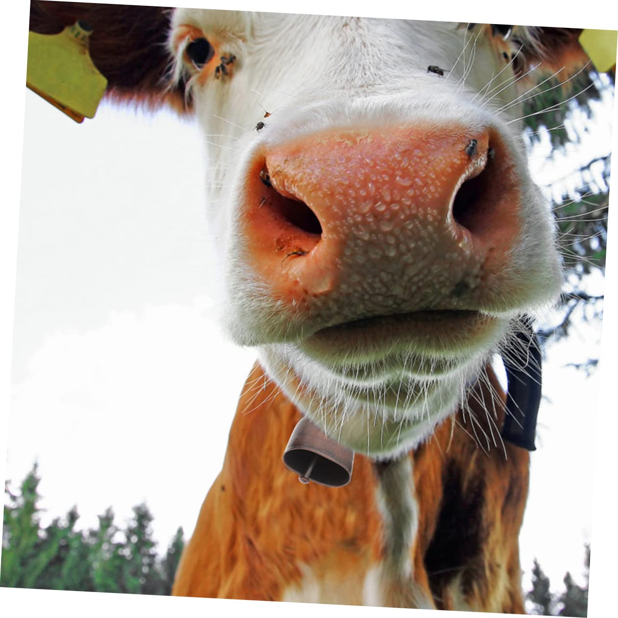●カウベル cowbell 特大 鐘鈴 家畜の首につける 牛鈴（顔の大きさぐらい）　アンティーク レトロ ヴィンテージ Amazon.co.jp: 12個 牛の鈴 動物の大きな鐘 プレミアムカウベル 牛の鐘