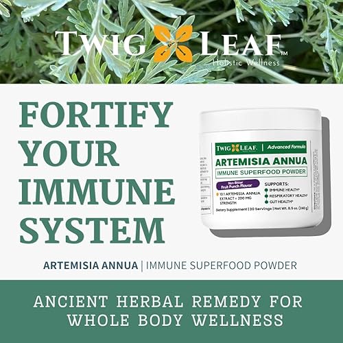 Miniatura 3 de Artemisia Annua - Polvo de hierbas de ajenjo dulce Extracto de hojas para el cerebro Suplemento de artemisinina Extracto orgánico de ajenjo dulce