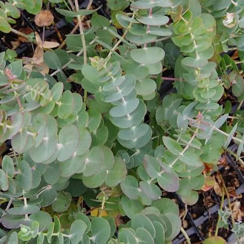 Live Blue Eucalyptus Potted Plant, 4 To 6 Inches Tall Plant #TOP2