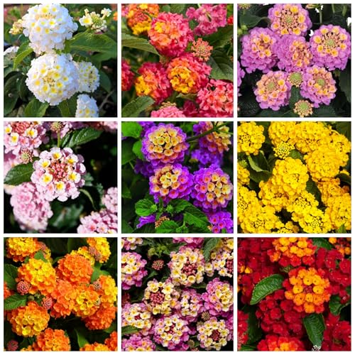 Lantana Flower Seeds for Planting - Mix Color Lantana Seeds to Plant Non-GMO Perennial Flower Garden Outdoor