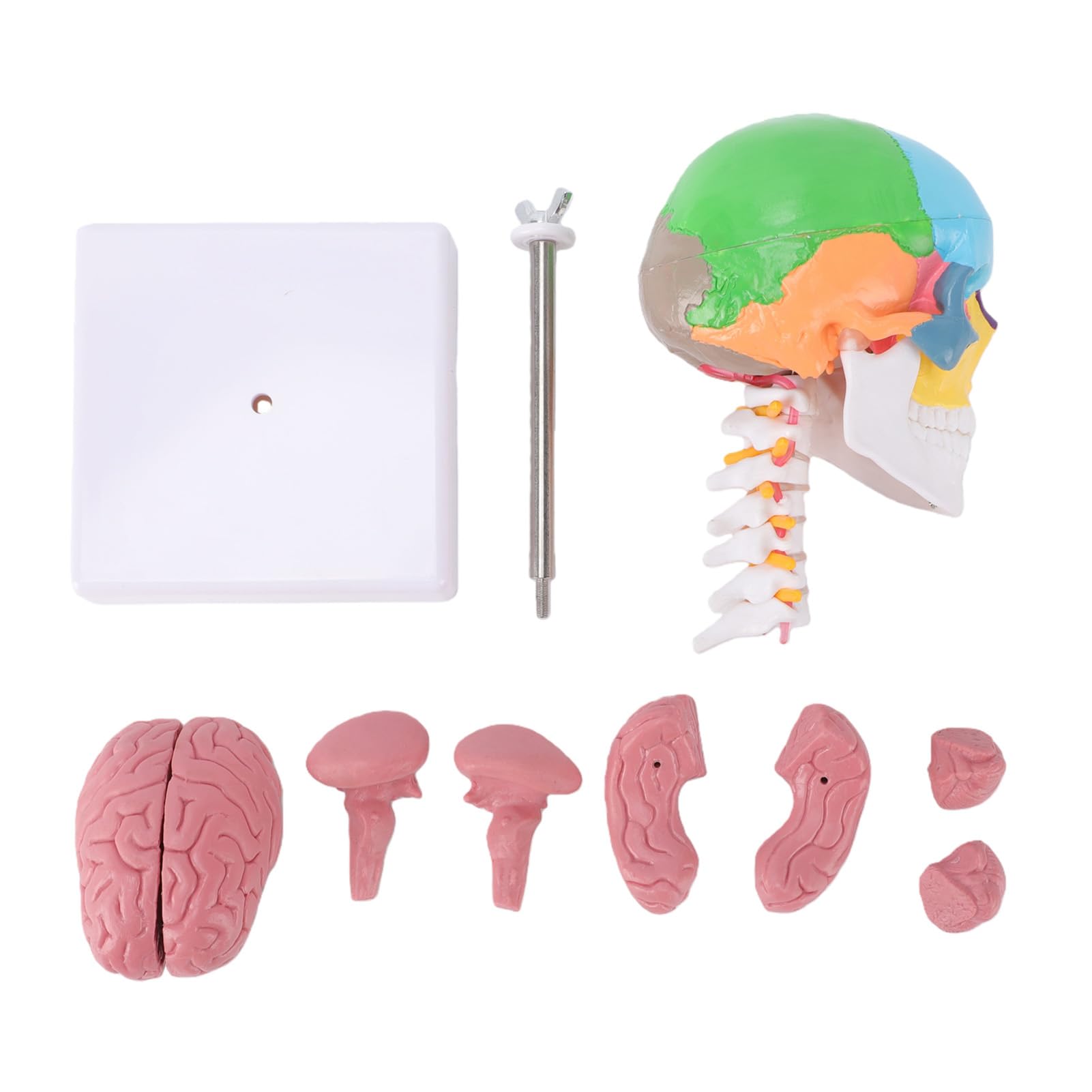 Generic Kolorowy Model Czaszki z Kręgosłupem Szyjnym i Mózgiem do Edukacji Anatomicznej 7,48 X 4,33 X 4,33 Cala Trwały PVC