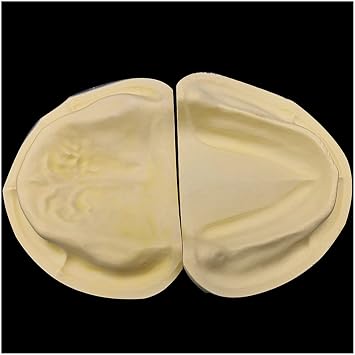 Dental Oral Model - Plaster Tooth Model - Super-Hard and High-Filled Super-Hard Plaster Tooth Model for Dental Teaching 2 Pcs