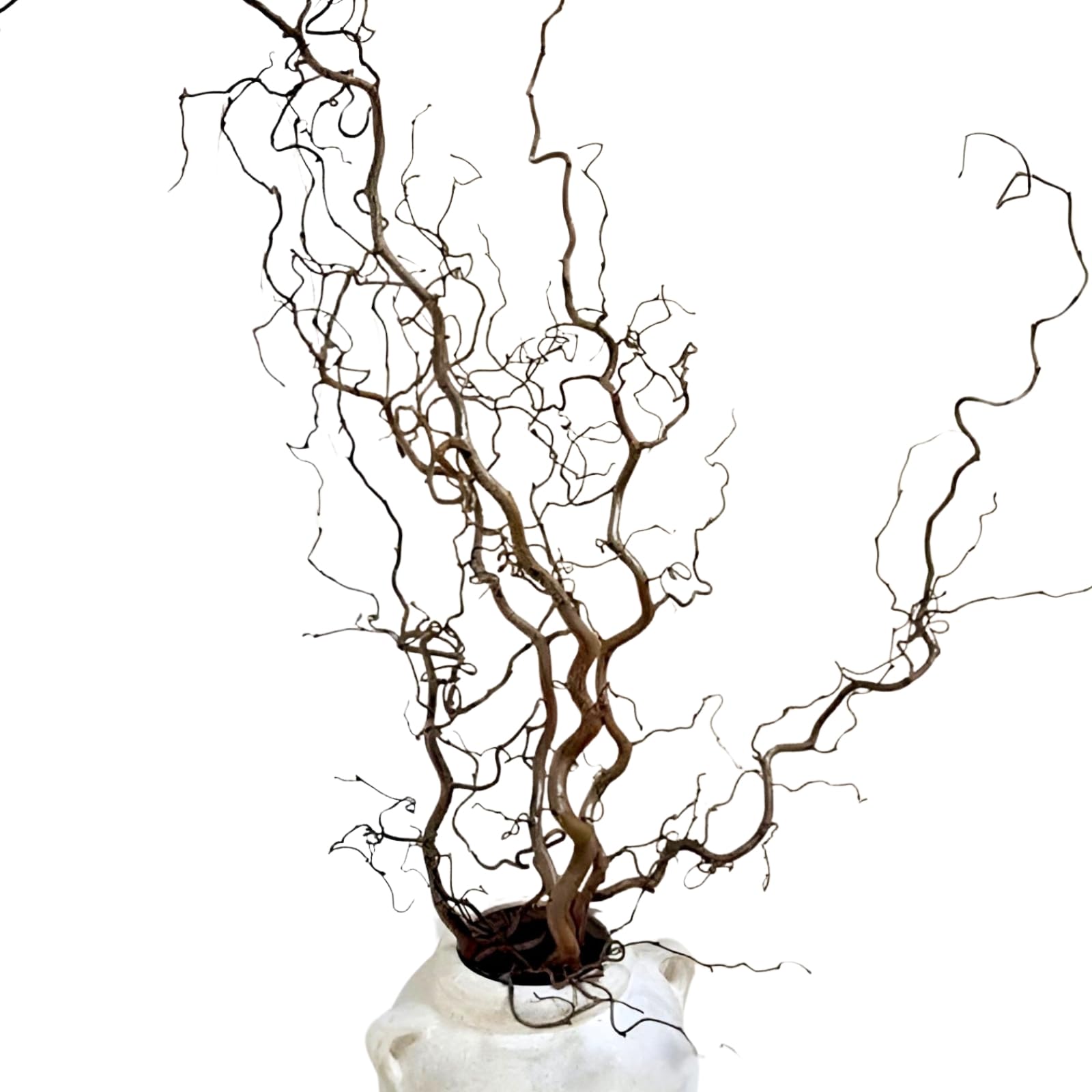 Eve & Wild Real Twisted Corylus Hazel Branches, Natural Decorative Dried Branch Decor, Curly Twigs for Vase, Japandi Decor, Twisted Willow (5, X-LARGE (90-100cm))