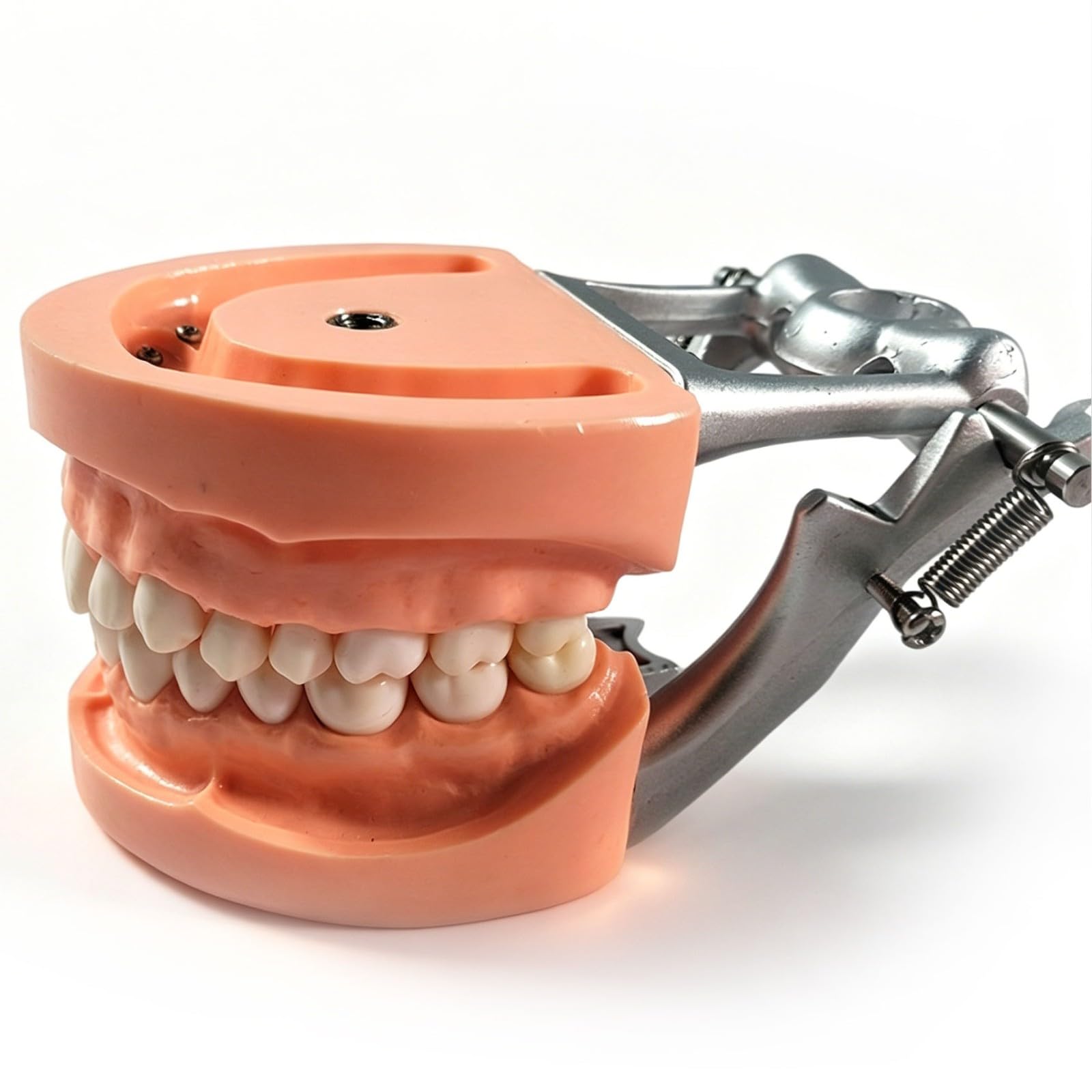 Model zębów dentystycznych, 32-częściowy zdejmowany zestaw zębów do treningu, anatomicznie dokładne narzędzie edukacyjne dla studentów i profesjonalistów, demonstracja pacjenta