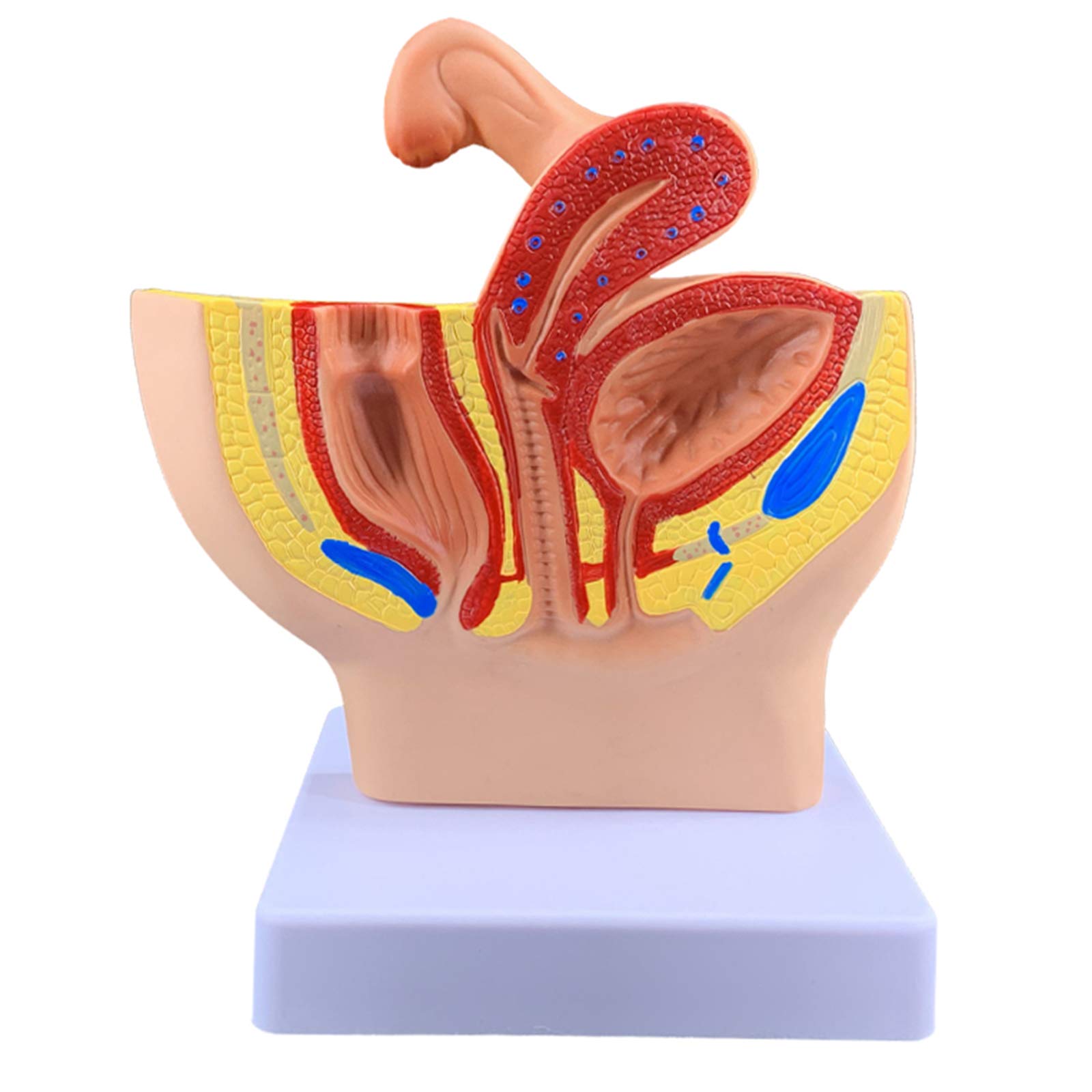 Educational Model Female Genital Model - Huamn Organ Anatomy Model Female Reproductive System Model - Female Sagittal Genital Anatomical Model - for Teaching Study,A