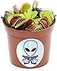 Fresh Green Venus Flytrap - Bizarre Live Plants - Mars Venus Flytraps #1