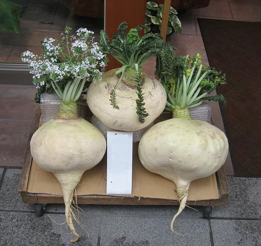 200 Semillas SAKURAJIMA Mammoth Daikon Rábano Semillas  Recientes erupción volcánica!!!