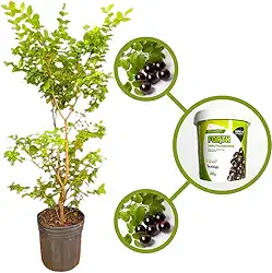 Muda de Jabuticaba Híbrida em Vaso, Árvore Frutífera Produtiva com Adubo para Plantio