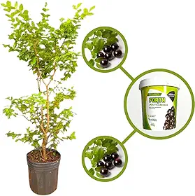 Muda de Jabuticaba Híbrida em Vaso, Árvore Frutífera Produtiva com Adubo para Plantio