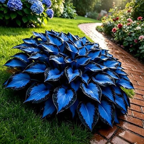 Garden (Midnight Blue Hosta Cultivation Granules) Year After Year -500 Count -A-hostas Cultivation Granules for planting midnight blue